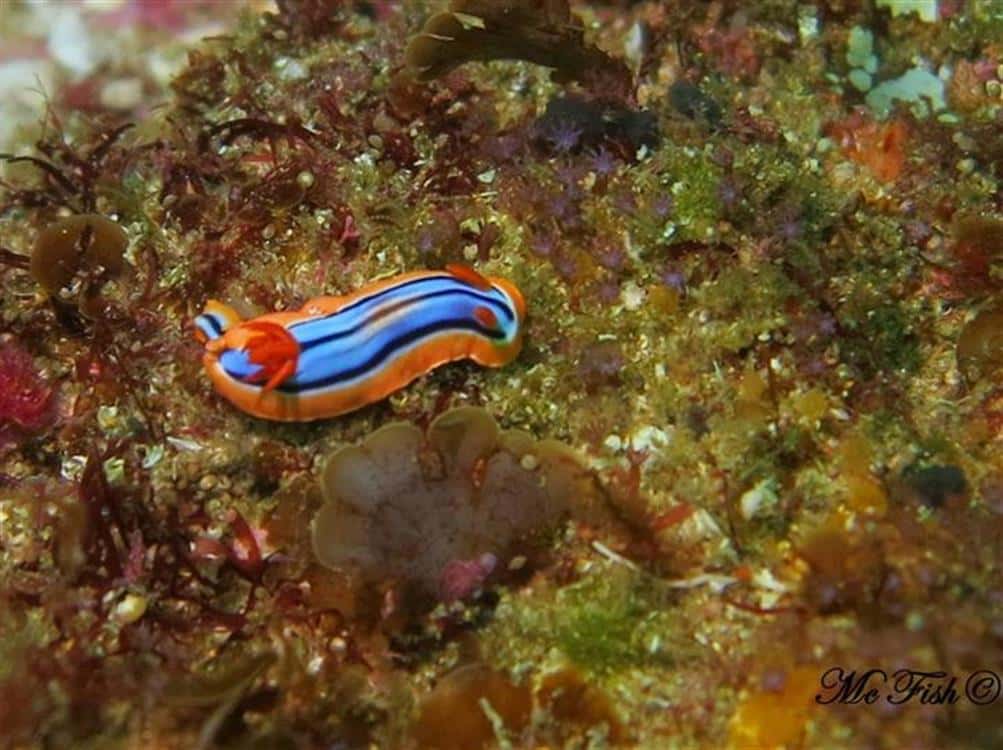 Nudibranch southern reefs - scubaco