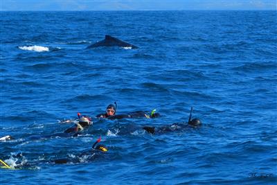 Snorkelers approach a whale in South Africa