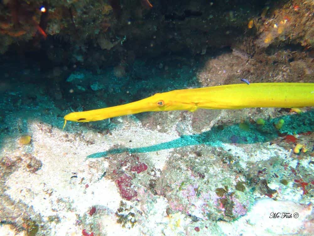 Trumpet Fish southern reefs - scubaco