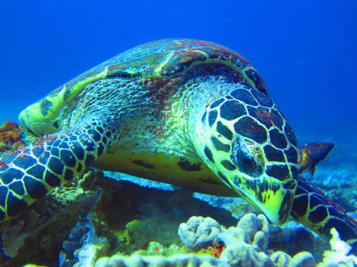 A turtle in Mozambique