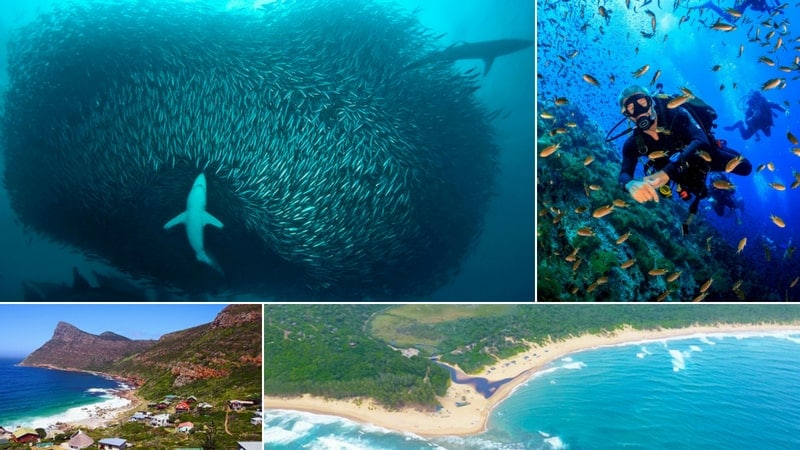 The 11 Best Scuba Diving Locations In Africa